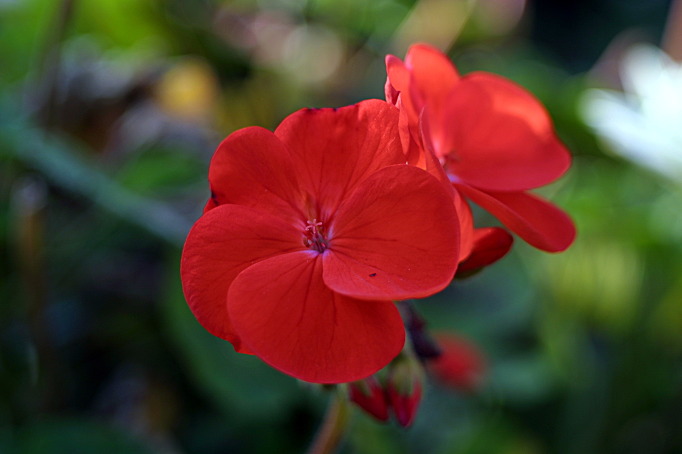 Red_geranium_3.jpg