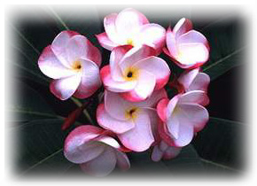 삼색제비꽃.jpg