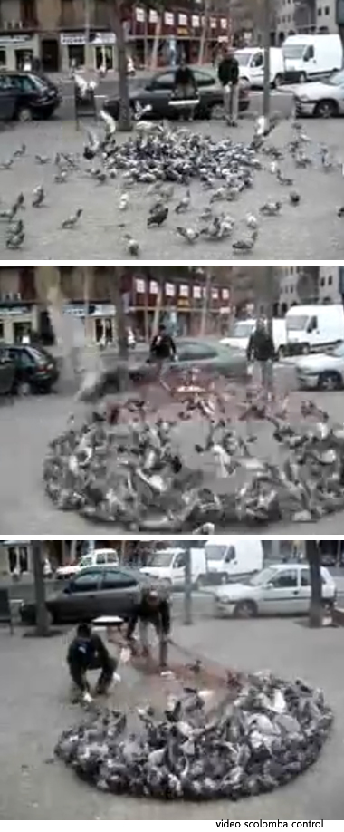 pigeonsspain.jpg