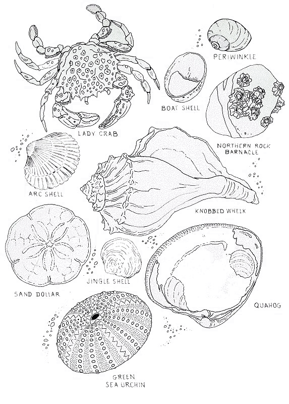 owl_shells_coloring.gif