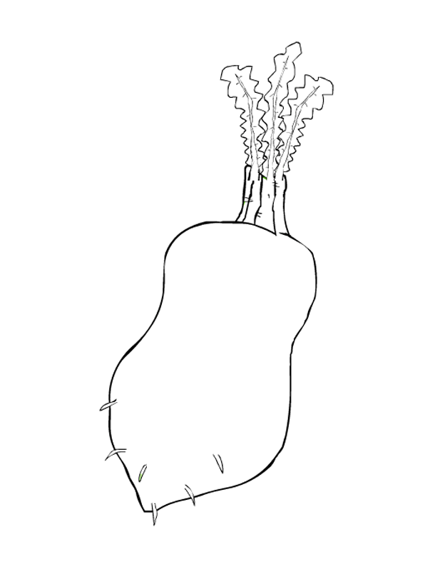 t_radish.gif